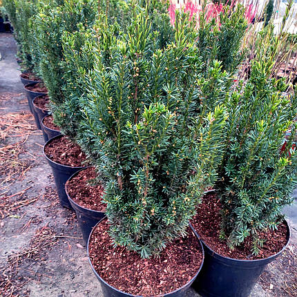 Тис середній Хіллі / h 60-80 / Taxus media Hillii, фото 1