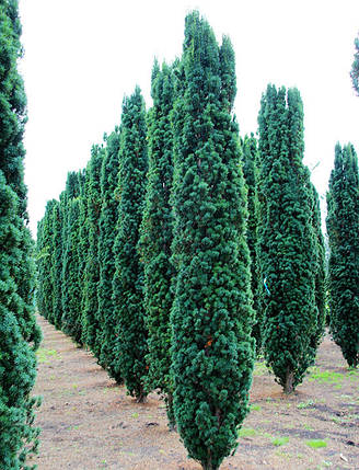 Тис Фастігіата Робуста / h 60-80 / Taxus Fastigiata Robusta, фото 3