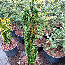 Тис Фастігіата Робуста / С10 / h 60-80 / Taxus Fastigiata Robusta