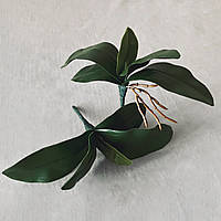 Листя декоративні до орхідеї фаленопсис LF 011