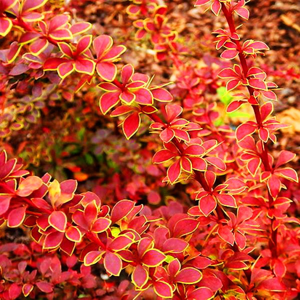 Барбарис тунберга Короніта / Berberis thunbergii Coronita