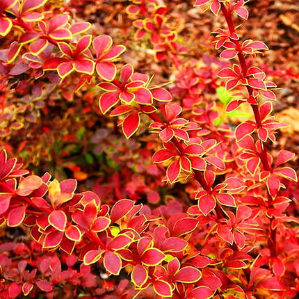 Барбарис тунберга Короніта / Berberis thunbergii Coronita, фото 2