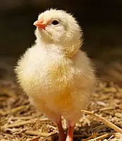 Інкубаційне яйце бройлера Росс 708 Угорщина