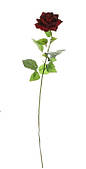Одинарна оксамитова троянда 164912
