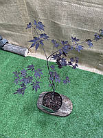 Японский клен Rovinsky Garden (Japanese maple) Special Selection Black Lace 60-80 см (3 л) RG ON, код: 2633408