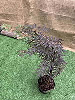 Японский клен Florinda Japanese maple, acer Fire Cracker Fast Growing, 60-80см, объем горшка ON, код: 6531931