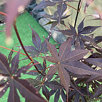 Японский клен Florinda Japanese maple, acer palmatum Bloodgood Best Seller, 70-90см, объем го ON, код: 6531936