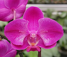 Орхідея підліток pf-5133, горщик 1.7" без квітів