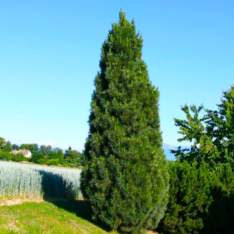 Саджанці Сосни чорної Пірамідаліс 3-річний (Pinus nigra Pyramidalis)