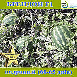 Кавун БРЕНДОН F1 / BRENDON F1 (надранній), 1000 насінин, ТМ Libra Seeds, фото 3