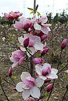 Магнолия Tikitere 180-225см гор.с12