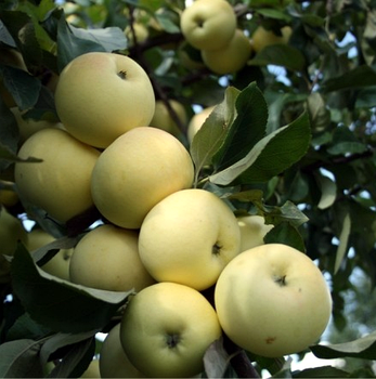 Яблуня Папірівка, фото 3