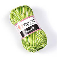 Бегонія Меланж 0188