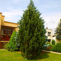 Саджанці Сосни чорної Пірамідаліс (Pinus nigra Pyramidalis)