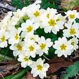 🌺Набір вуличних квітів Весняний - 10 сортів 🌺, фото 4