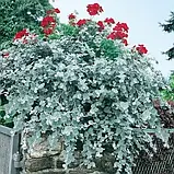 🌺Набір вуличних квітів Весняний - 10 сортів 🌺, фото 6
