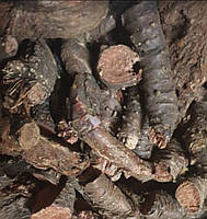 1 кг Золотой корень/родиола розовая корень сушеный (Свежий урожай) лат. Rhodíola rósea