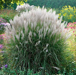 Міскантус китайський Kleine Fontaine, декоративна трава саджанці 3 роки, 1шт