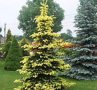 Ялина колюча Майголд (Picea pungens Maigold)