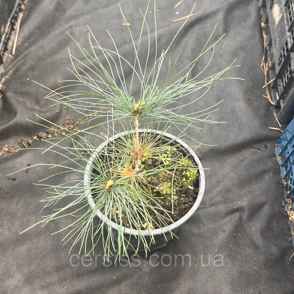 Сосна Гімалайська саджанці в горщиках Pinus wallichiana