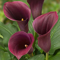 Бульби Калла Captain Promise  12/14 (1 шт)