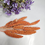 Сетарія міні, помаранчевого кольору, фото 3