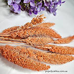 Сетарія міні, помаранчевого кольору, фото 2