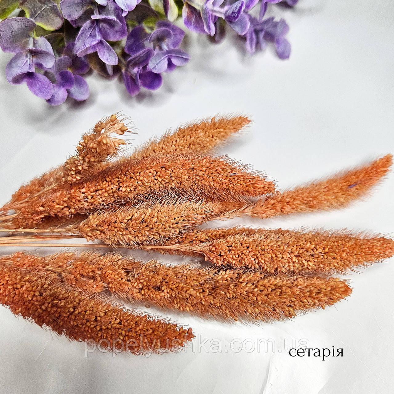 Сетарія міні, помаранчевого кольору, фото 1