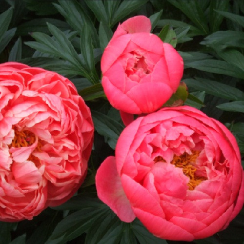 Півонія трав'яниста Coral Charm  (саджанець)