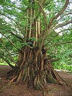 Метасеквойя китайська/гліптостробоподібна (Metasequoia glyptostroboides)