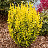 Барбарис тунберга Голден Торч (Berberis thunbergii Golden Torch)