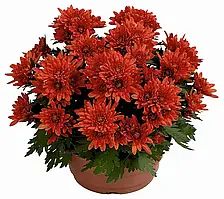 Хризантема Dynamic  Orange (Динамічний Помаранчевий) розсада