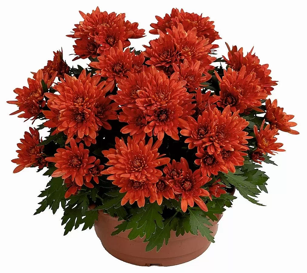 Хризантема Dynamic Orange (Динамический Оранжевый) рассада: продажа ...