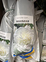 Роза плетистая Монблан, саженец Mont Blanc