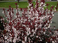 Слива розлога пісарді (Prunus cerasifera 'Pissardii')