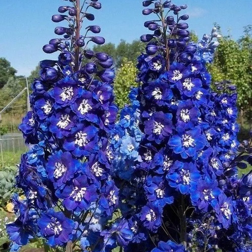 Насіння Дельфініуму Король Артур (0.1г), фото 1