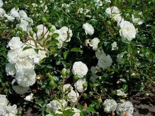 Роза почвопокровная Свани, саженец Rose Swany (ID#2139161393), цена ...