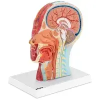 Анатомический череп - срединное сечение - оригинальный размер
