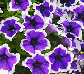 Петунія Cascadias Rim Violet фіолетовий з білою каймою d10см