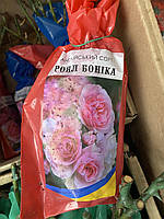 Роза Royal Bonica английский сорт, саженец Роял Боника