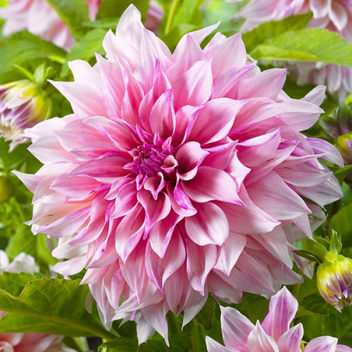 Саджанець Жоржина з гігантським квіткою Cafe Au Lait Royal