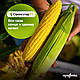Насіння кукурудзи Стронгстар, 100 грам=608 насінин, фото 2