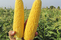 Семена кукурузы GSS 5649 F1, 100 грамм =650 семян, Syngenta