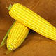 Насіння кукурудзи Мореленд \ MORELAND GSS 1453 F1, 1кг насіння з мішка, Syngenta, фото 3
