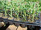 Насіння кукурудзи Мореленд \ MORELAND GSS 1453 F1, 100 грам насіння з мішка, Syngenta, фото 4