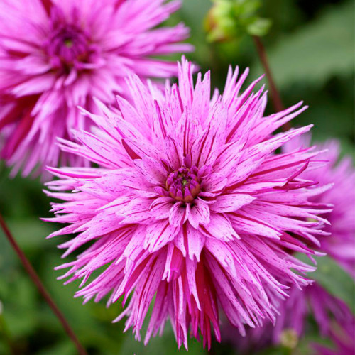 Саджанець ЖОРЖИНА фімбріата Striped Ambition