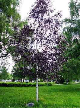 Береза  pendula Purpurea (Висота 1.5 м)