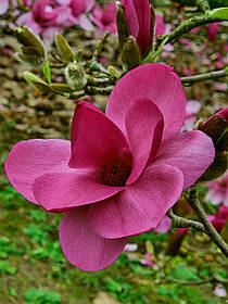 Магнолія Рояль Пурпл \ Magnolia Royal Purple ( саджанці 3 роки 100-120см)