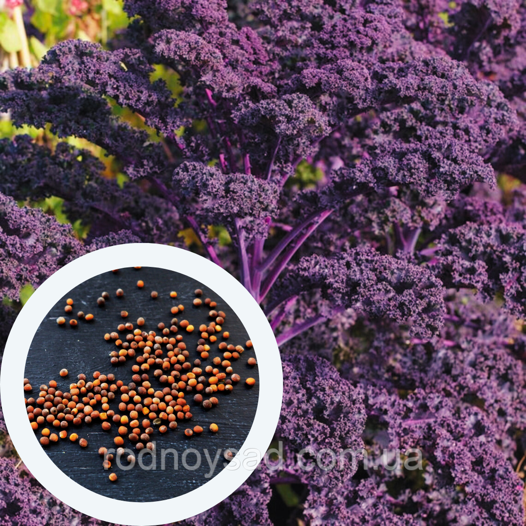 Капуста кейл насіння 0,5 грами (прибл. 150 шт) ґрюнколь салат браунколь фіолетова листова кудрява кале, фото 1