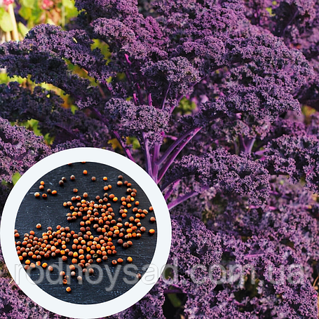 Насіння капусти кейл